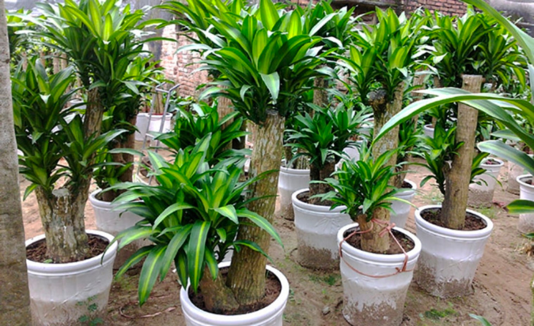 cây nên trồng giúp tăng thẩm mỹ và phong thủy cho biệt thự