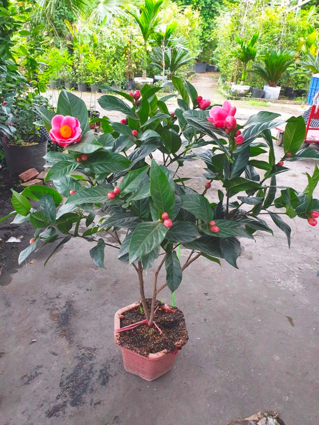 cây nên trồng giúp tăng thẩm mỹ và phong thủy cho biệt thự