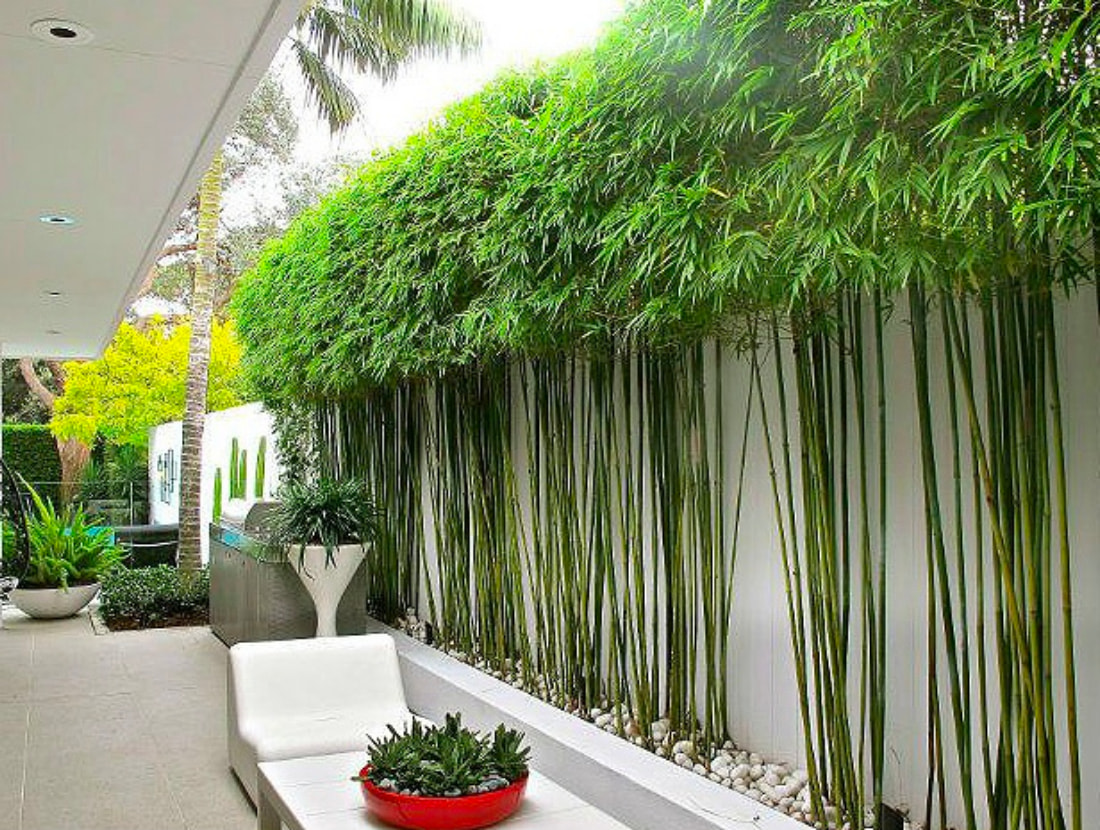 cây nên trồng giúp tăng thẩm mỹ và phong thủy cho biệt thự
