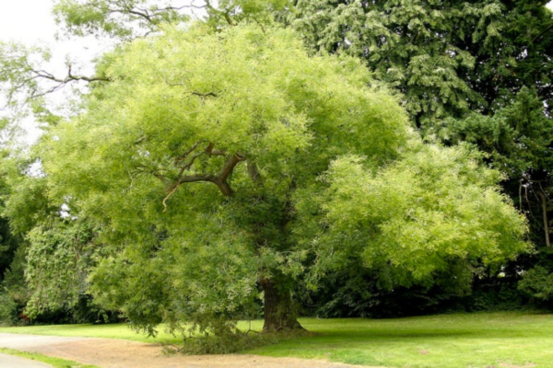 cây nên trồng giúp tăng thẩm mỹ và phong thủy cho biệt thự