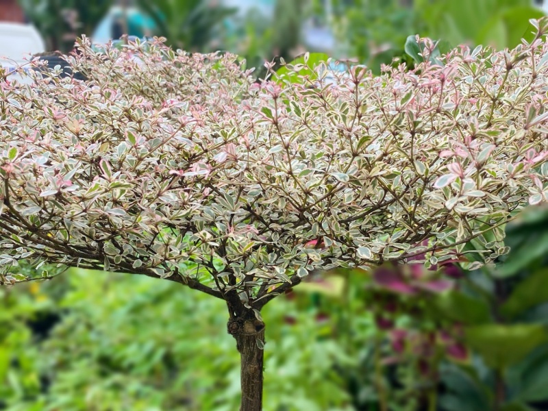 những cây cảnh trong nhà dễ trồng giúp thanh lọc không khí