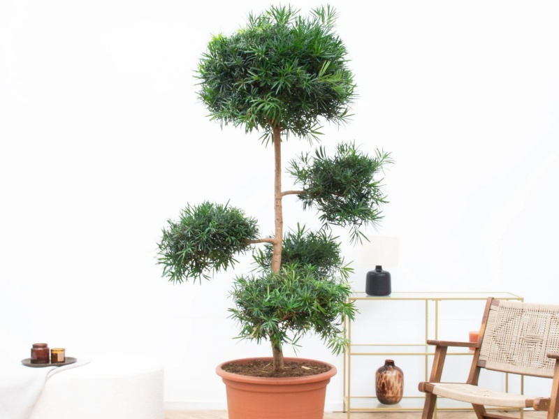 những cây cảnh trong nhà dễ trồng giúp thanh lọc không khí
