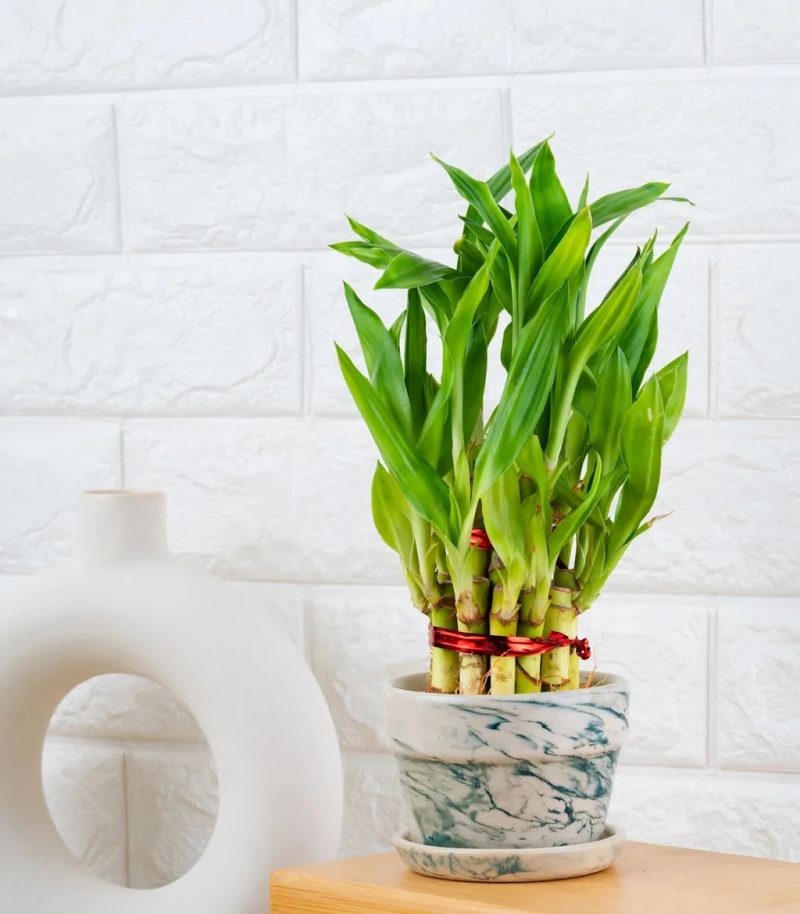 những cây cảnh trong nhà dễ trồng giúp thanh lọc không khí