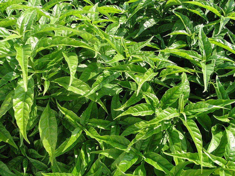 những cây cảnh trong nhà dễ trồng giúp thanh lọc không khí