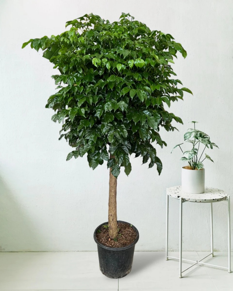 những cây cảnh trong nhà dễ trồng giúp thanh lọc không khí