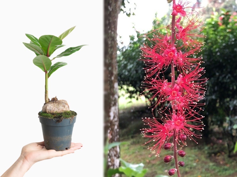 những cây cảnh trong nhà dễ trồng giúp thanh lọc không khí