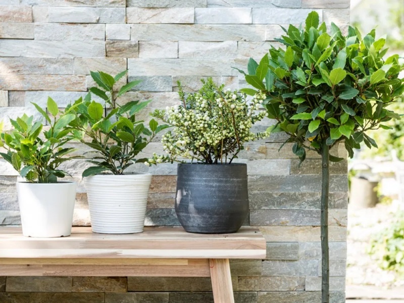 những cây cảnh trong nhà dễ trồng giúp thanh lọc không khí