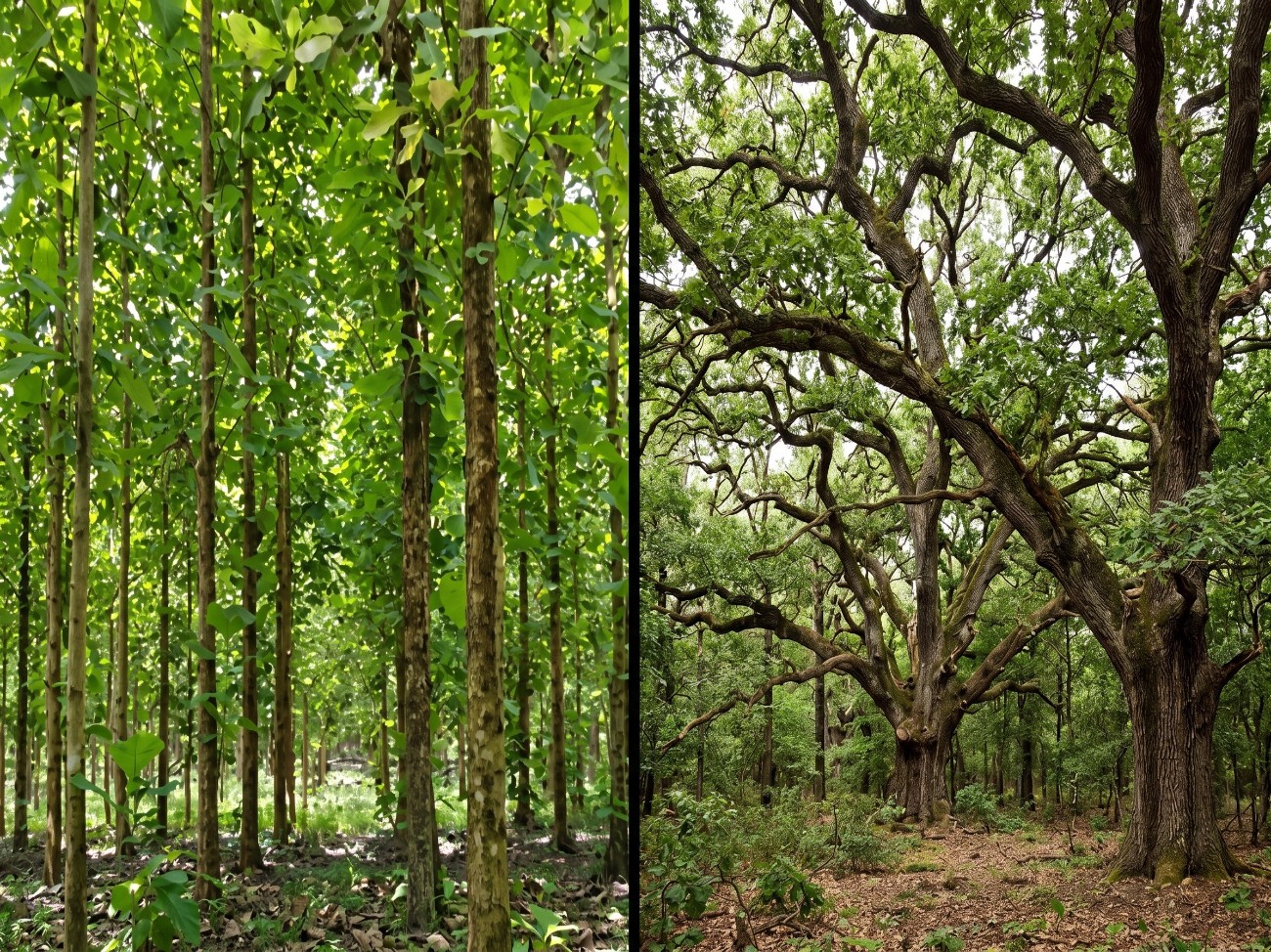 so s&aacute;nh gỗ teak v&agrave; gỗ sồi
