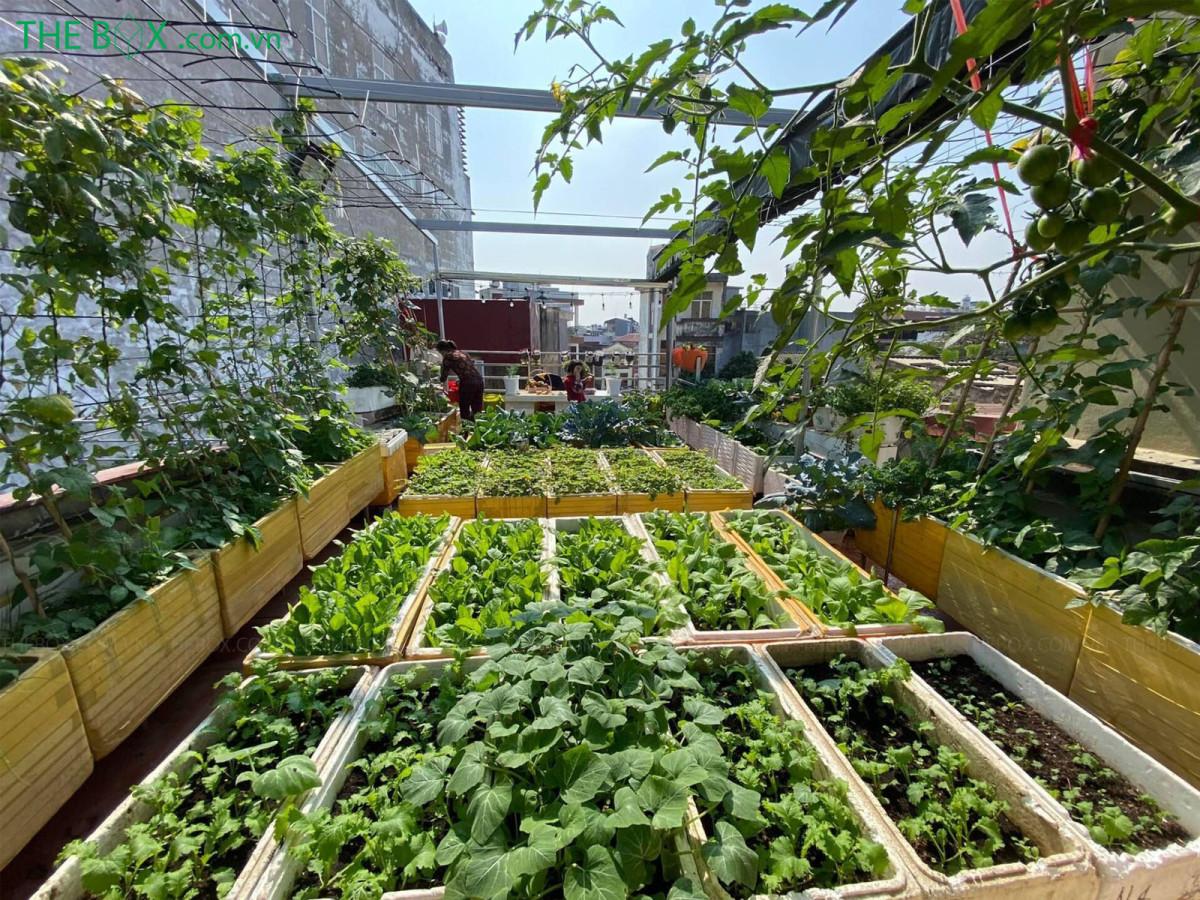 c&aacute;ch trồng rau tr&ecirc;n s&acirc;n thượng