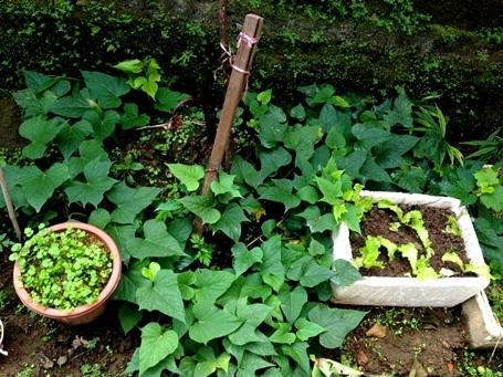 c&aacute;ch trồng rau tr&ecirc;n s&acirc;n thượng