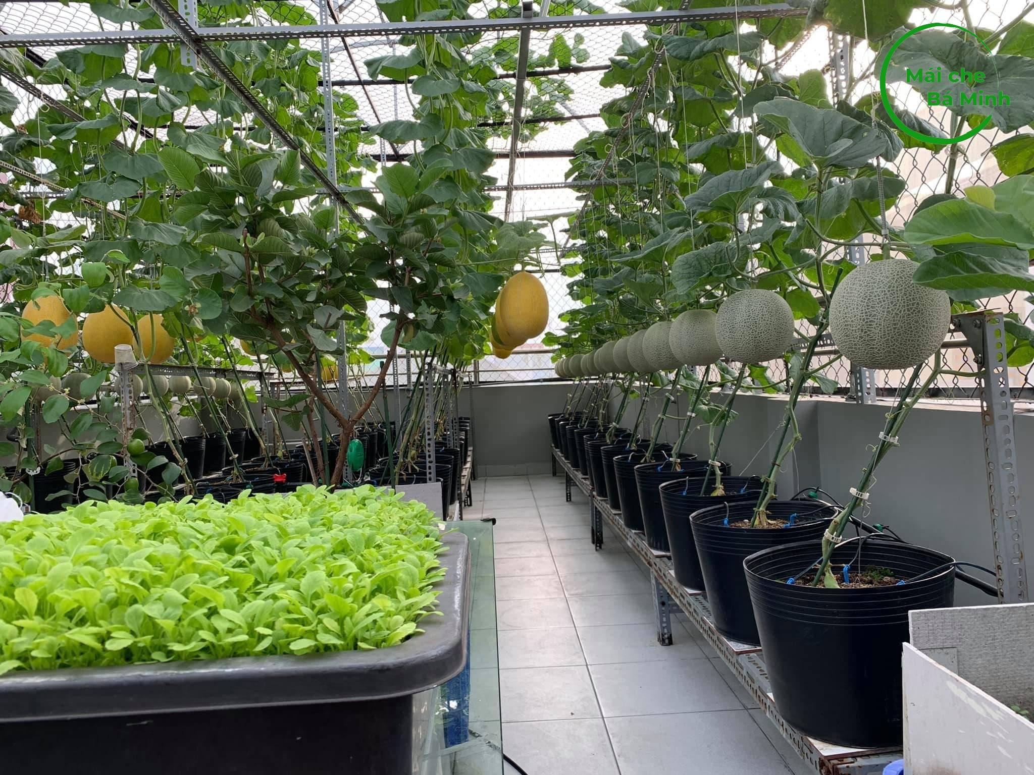 c&aacute;ch trồng rau tr&ecirc;n s&acirc;n thượng